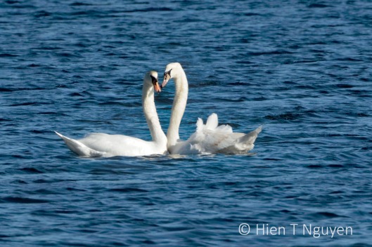 Mute Swans in courtship.